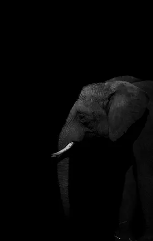 African Elephant Iphone Wallpaper