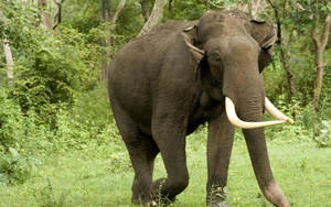 African Elephant Looking Regal Wallpaper