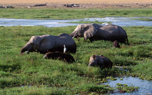 African Elephant On Swamp Wallpaper