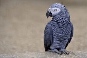 African Grey Parrot Wallpaper