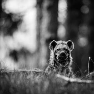 African Hyena Grayscale Wallpaper