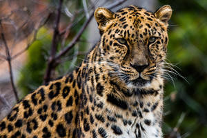 African Leopard Wallpaper