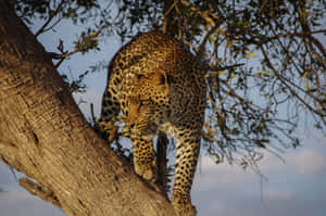 African Leopard In Masai Mara Wallpaper
