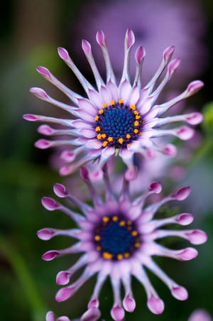 African Osteospermum Purple Flower Wallpaper