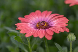 African Pink Daisy Wallpaper