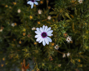 African White Daisy Wallpaper