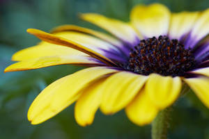 African Yellow Purple Daisy Wallpaper