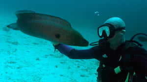 Agile Moray Eel In Its Underwater Habitat Wallpaper