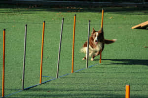 Agility Training Brown Dog Slalom Wallpaper