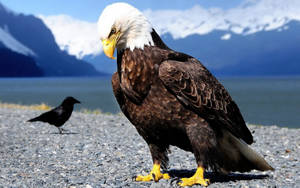 Aguila Bird Enjoying Rocks On The Beach Wallpaper