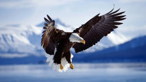 Aguila Curved Wings On The Antarctic Wallpaper