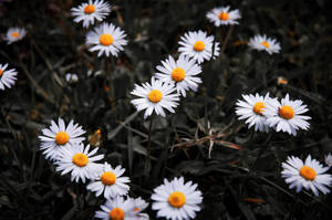 Albania Chamomile Flowers Wallpaper