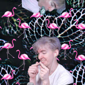 Albert, The Majestic Pink Flamingo Stands Proud In Its Habitat Wallpaper