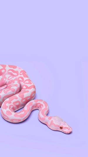 Albino Corn Snake On A Purple Background Wallpaper