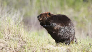 Alert Beaverin Grassy Field Wallpaper