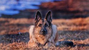 Alert German Shepherd Dog Wallpaper