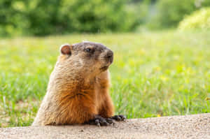 Alert Groundhog On Watch.jpg Wallpaper