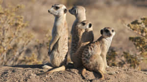 Alert Meerkats On Lookout.jpg Wallpaper