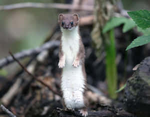 Alert Weasel Standing In Nature.jpg Wallpaper