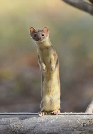 Alert Weasel Standing Wallpaper