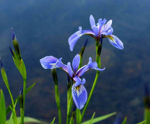 Algerian Iris Flower Wallpaper