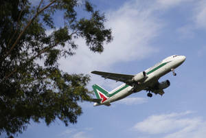 Alitalia Tree Wallpaper