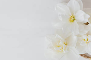 All White Flowers Background Wallpaper