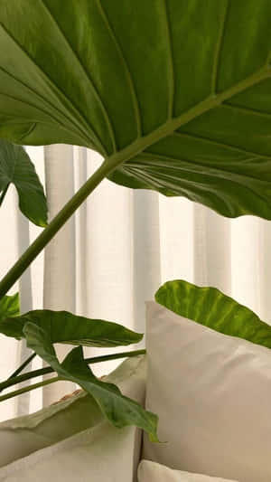 Alocasia Green Plant Aesthetic Wallpaper