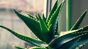 Aloe Vera With Sunlight Wallpaper