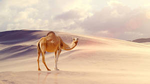 Alone Camel In Desert Wallpaper