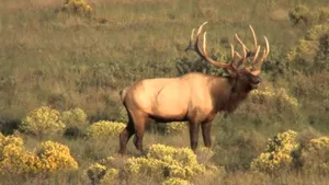 Alone Elk Wallpaper