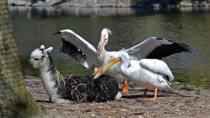 Alpaca And Pelican Birds Wallpaper