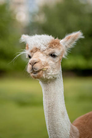 Alpaca Close-up Portrait Wallpaper