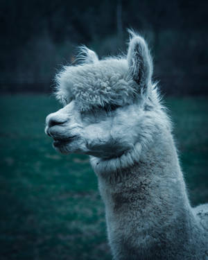 Alpaca During Twilight Wallpaper