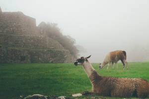 Alpaca Foggy Field Wallpaper