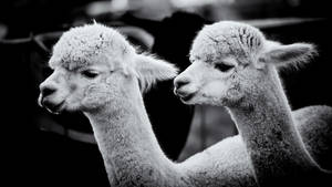 Alpaca Grayscale Photo Wallpaper