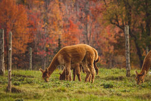 Alpaca Grazing Grass Wallpaper