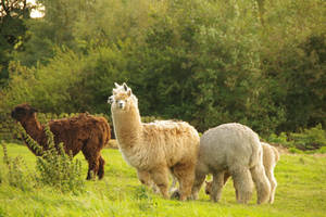 Alpaca Herd On Grass Wallpaper