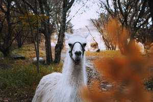 Alpaca In The Woods Wallpaper