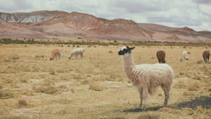 Alpaca On Plain Wallpaper