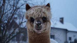 Alpaca Winter Snow Wallpaper