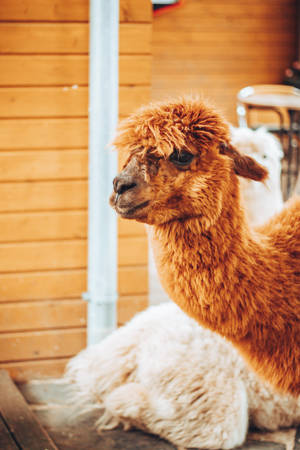 Alpaca With Brown Fur Wallpaper