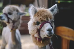 Alpaca With Leash Wallpaper