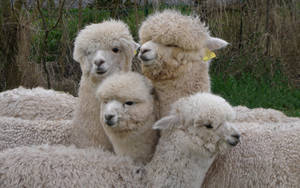 Alpacas Close Together Wallpaper