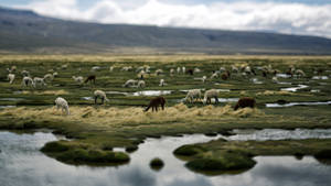 Alpacas On A Grassland Wallpaper