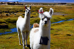 Alpacas On Green Plain Wallpaper