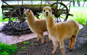 Alpacas Under The Daylight Wallpaper