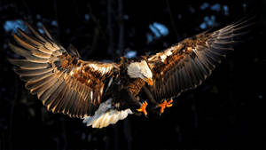 Amazing Eagle Photography Wallpaper