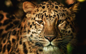 Amazing Leopard Face Hd Wallpaper