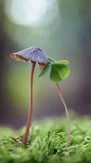 Amazing Mushroom And Plant Phone Wallpaper